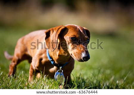 A miniature Dachshund as he walks through the grass.
