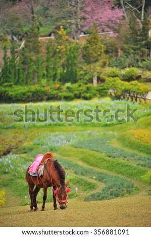 Relax Horse eating grass