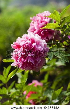 Peony.This is a flower pictures, pictures reflect the beauty of the peony flower scene.