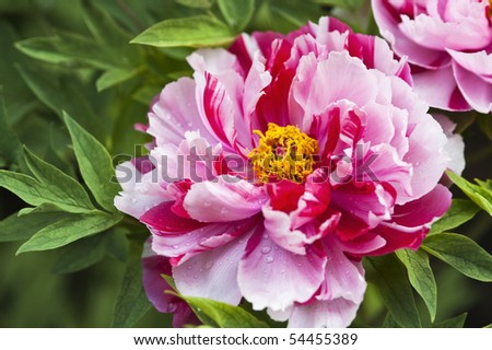 Peony.This is a flower pictures, pictures reflect the beauty of the peony flower scene.