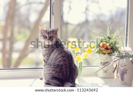 cat sitting on the windowsill in the flowers on the background of the window