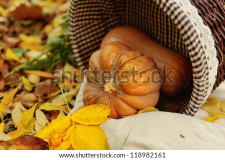 Colorful squash and mini pumpkins with fabric fall leaves for a harvest theme