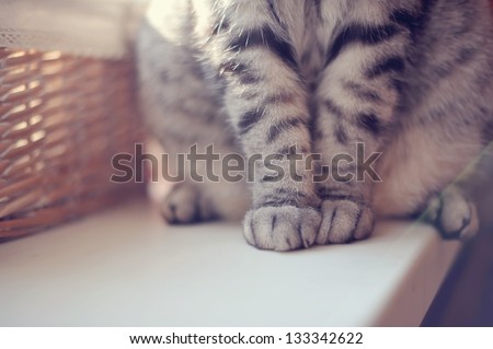 Close-Up Of Gray British Cat Paws Sitting On The Table