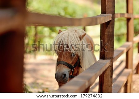 at the zoo behind a wooden fence stands with white mane pony