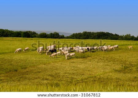 domestic cattle herding
