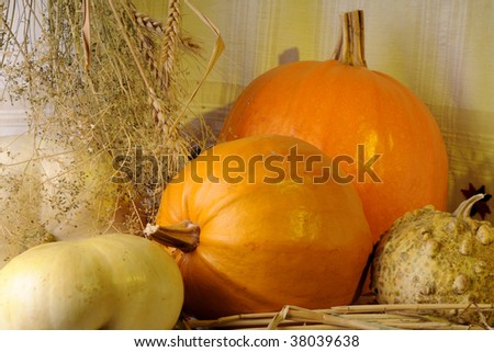 pumpkin for Halloween and plants