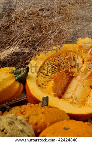 closeup with pumpkins and plants