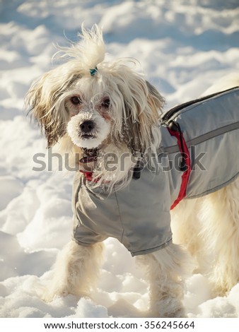 The dog walks on the street in the winter. Chinese crested dog in clothes on snow.