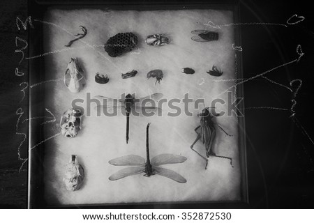 Creepy photo of bugs and skulls in a box with chalk symbols