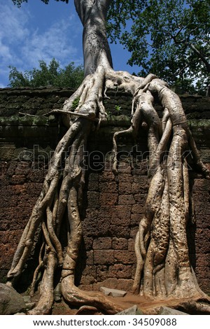 Roots of strangler fig tree climb over wall