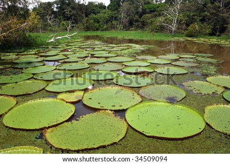 Amazonian Water Lily
