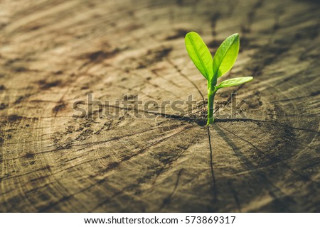 New life idea concept with seedling growing sprout (tree).business development and eco symbolic.