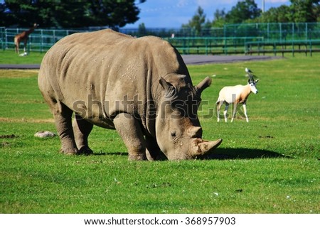 Rhino, African Lion Safari, Hamilton, Ontario, Canada