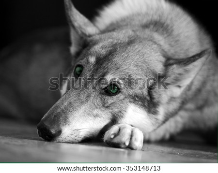Huskies West Siberian breed