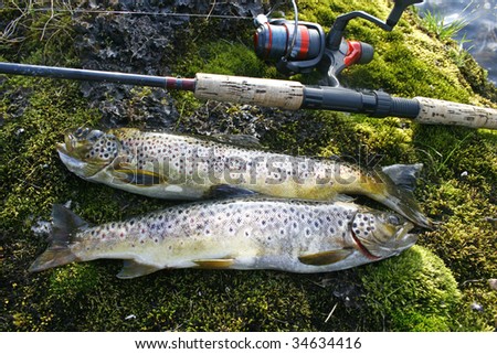 Fresh caught brown trouts