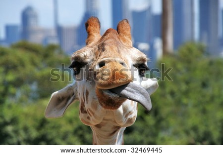 Yummy. Giraffe playing with its tongue. Close up of it\'s head.