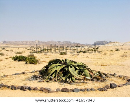 welwitschia plant namibia