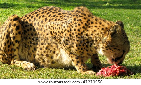 Cheetah Eating Meat