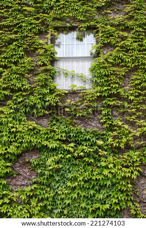 Ivy covered wall with window