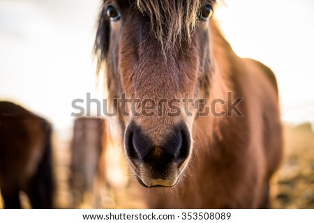 Icelandic Horse Says Hi