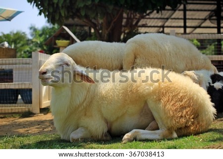 a sheep sleeping on the floor in the garden.