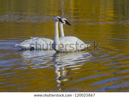 Traveling Trumpeters - A pair of trumpeter swans taking a break on a pond as they travel south for the winter. Fairbanks, Alaska