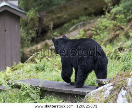Outhouse Break - Looks like this black bear is headed to the outhouse. Anan Creek, Wrangell, Alaska