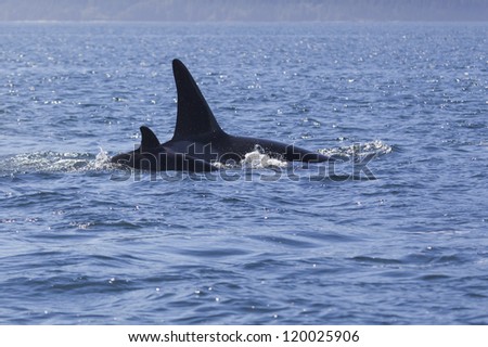 Twin Fin - A mother and calf orca swim in tight formation in the Johnstone Strait, Campbell River, Vancouver Island, Canada.