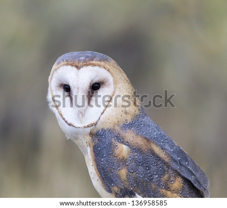 Barn Owl Posing