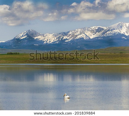 An American White Pelican enjoys the view of the snow-capped mountains as it floats along a lake in Montana.