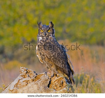 A great horned owl listens intently to sounds from potential prey.