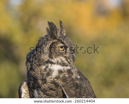 Great horned owl has its head turned towards sounds from potential prey.