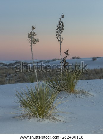Two Yucs - two yucca plants stand as sentinels at White Sands National Monument at sunrise with a pink glow in background.
