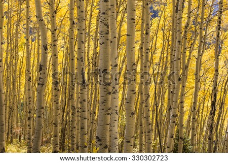 The sun is back lighting the leaves of the aspens bathing the trunks in a golden light. Owl Creek Pass, Ridgway, Colorado.