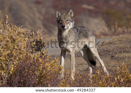 Beautiful Gray Wolf