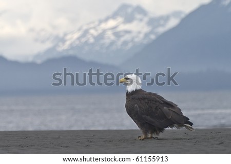 Beach Break - A bald eagle takes a break on the beach in Homer, Alaska.