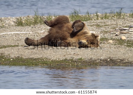 Bear Roll - A grizzly bear does a roll on the beach to scratch its back at Katmai National Park, Alaska.