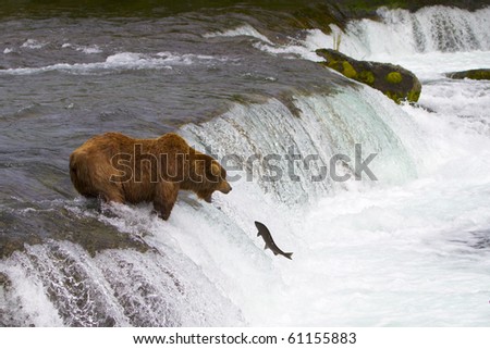 Ready for the Catch - Grizzly bear ready to catch a jumping salmon.