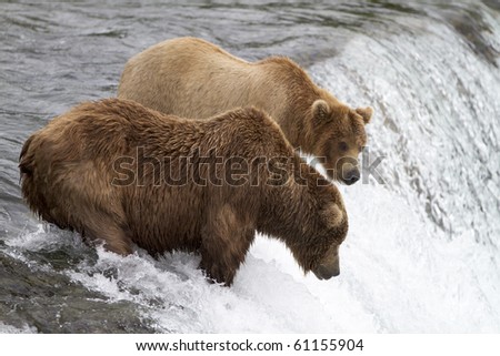 Where Are Those Salmon - Two grizzly bears wait patiently for the sockeye salmon to jump into their \