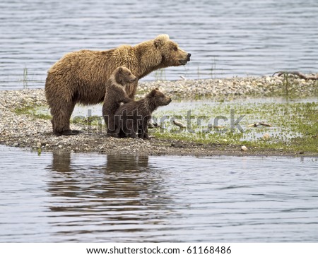 Let Me See - A grizzly bear cub stands up to get a better look in Katmai National Park, Alaska.