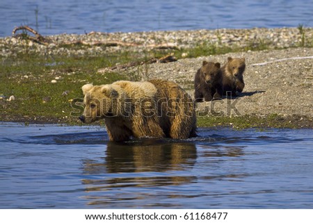 Let\'s Go Swimming - A mother bear is trying to entice her cubs to join her for a swim in Katmai National Park, Alaska
