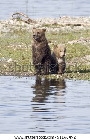 Where is Mom? - Two grizzly bear cubs are looking for mother grizzly at Katmai National Park, Alaska.