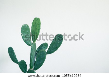 Green cactus on white wall background
