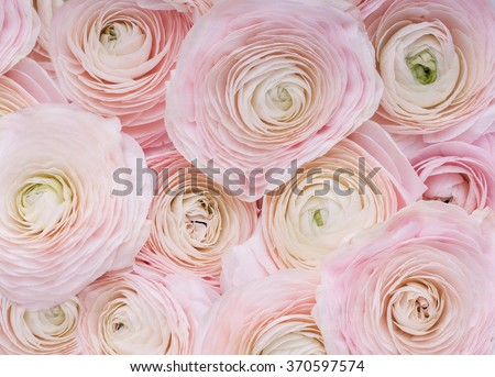 Pink Flowers.Background of delicate pink flowers.