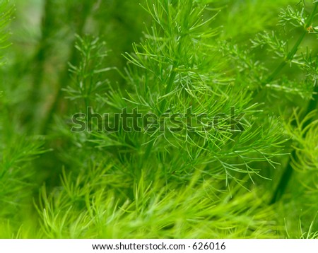 Green weed with very tine leaves. Exelent for decorations and background.