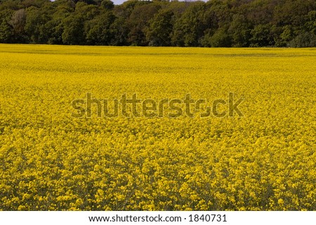 Yellow rapeseed fields. Jutland Denmark