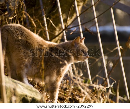 Domesticated cat back-lit from harsh winter sunlight. Jutland Denmark