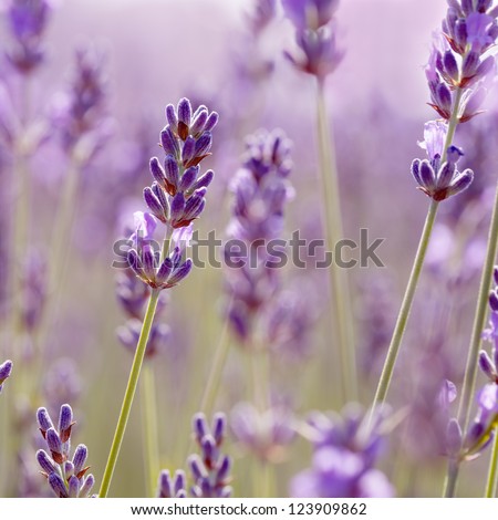 Branches Of Flowering Lavender. Can Be Used As Background