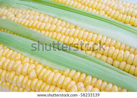 Ripe corn. Can be used as a background.