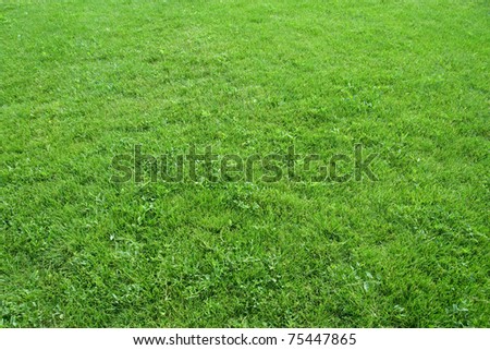 Green grass. Can be used as background
